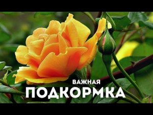 Кормите розы обязательно этим сейчас! Чем подкормить розы в августе сентябре?