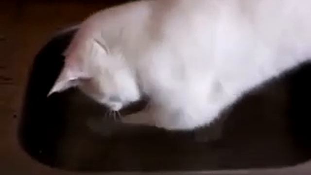 Прикол! Котенок купается!Смотреть всем The cat bathes смотреть онлайн