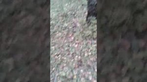 белый трюфель Посадка семян Белого Гриба Трюфеля в Подмосковье