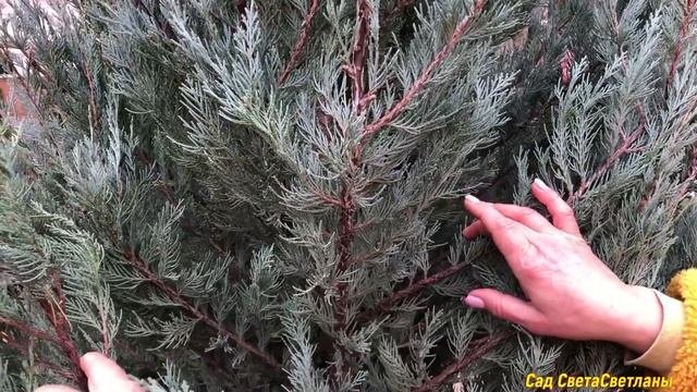 Готовим растения к зиме.Укрытие хвойных. Связывание.Укрытие хвойных и не только#подготовкасадакзиме