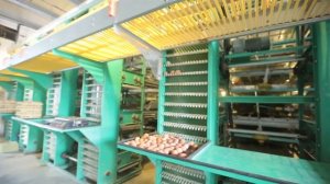 Клетки для кур несушек из Ливи. Автоматические клеточные оборудования для кур несушек.