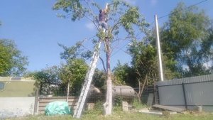 Увелич урожай!!! Как перевести волчок на плодовую ветку. Крупные груши.