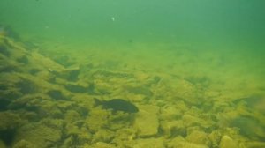 Хариус на реке Одарым