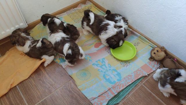 Щенки Ши-тцу от Чемпионов +79119597998 (СПб) смотреть онлайн