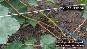 ? Стой! Прежде чем срезать виноград на черную головку, Посмотри мой результат. Омоложение винограда