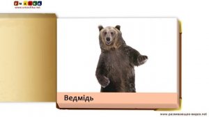 Навчальні презентації картки "Мої перші тварини та птахи" за метод. Домана