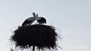 Молодые аисты. Слободка, Браславский район. Беларусь. 20.07.2020 г.