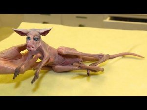 10 Необычных Явлений Животного Мира