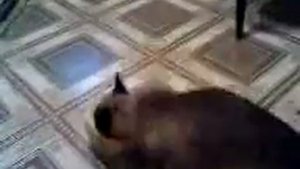 Кота прёт с пакетом на голове