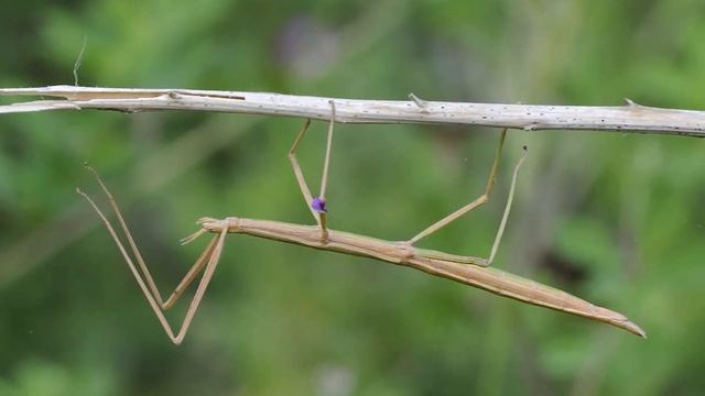 10 Опасных Насекомых, Которые Были Обнаружены Совсем Недавно смотреть онлайн