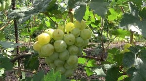 ГФ   винограда  Индиана  Бурдак  А В   2019