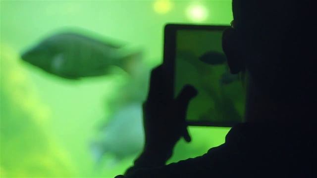 hariharimecha: at secret zoo смотреть онлайн