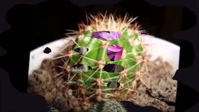 Плоды кактусов смотреть онлайн