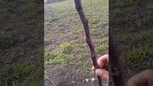 обрезка однолетних яблонь