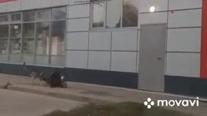 Бешеная лиса распространяет бешенство на собак/ берегитесь люди