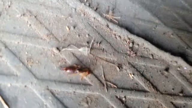 Двухвостка смотреть онлайн