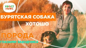 Бурятская собака Хотошо