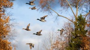 осень и улетают птицы