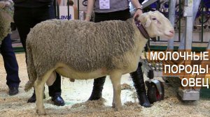 Молочные породы овец. Презентация на выставке Агроферма-2019