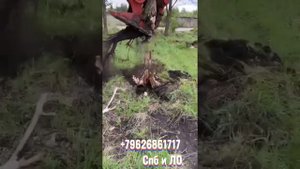 Корчевание и Утилизация пней
