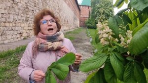 Конский каштан