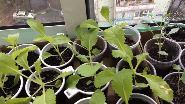 🔵 ОБЗОР МОЕЙ РАССАДЫ! 💚 смотреть онлайн