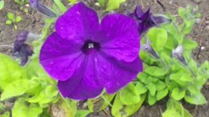 Flowers цветы белые синие фиолетовые красные желтые оранжевые сезоны  artstudio СoloRayGreen ray