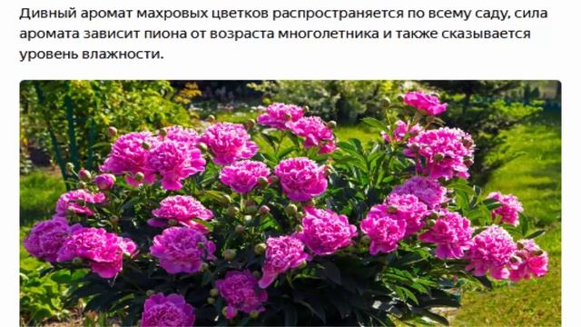 Лакифоль, Вьюнок трёхцветный, Шток-роза, и др.