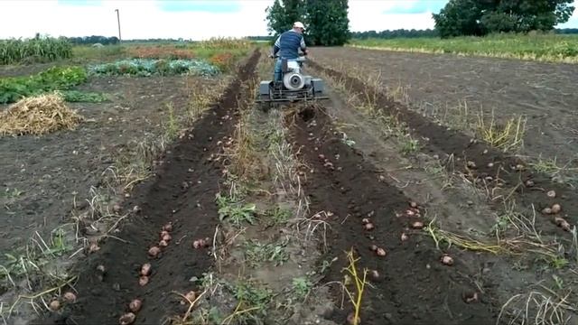 Минитрактор "Чупакабра". Уборка картофеля 2017 смотреть онлайн