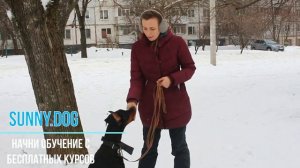 Доберман особенности дрессировки || Характер добермана || Секреты дрессировки добермана
