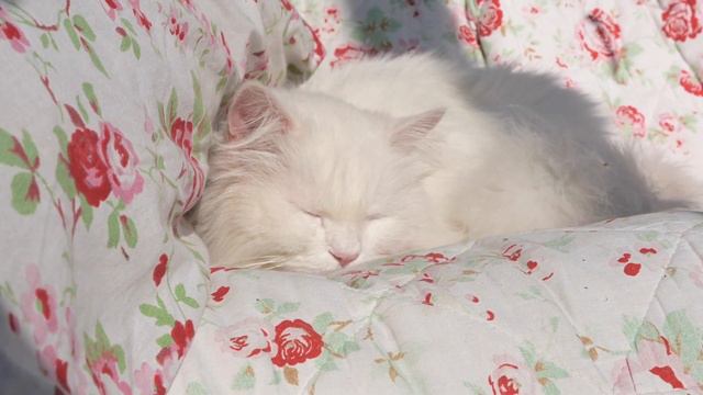 Ragdoll Cat | Animals Simple Videos | Beauty of universe смотреть онлайн