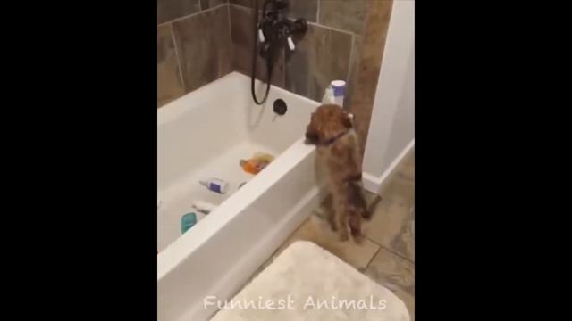 Милые животные! Видео с милыми детенышами животных, подборка самых милых животных №8 смотреть онлайн