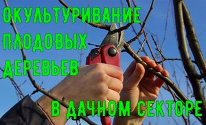 ОКУЛЬТУРИВАНИЕ ДАЧНОГО СЕКТОРА
