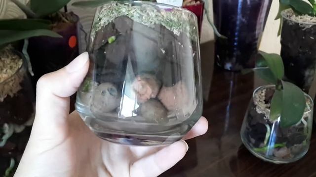 Закрытая система посадки для орхидей ❤?? Мой опыт смотреть онлайн