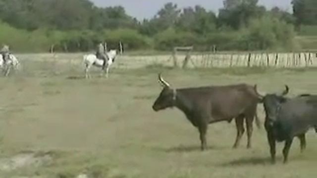 The Wild Camargue смотреть онлайн