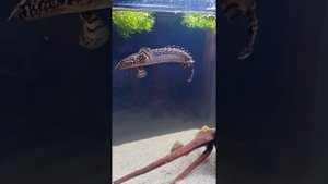 Полиптерус конголезский или орнатипинис (Polypterus Ornatipinnis)