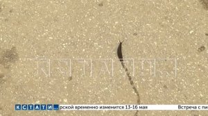 Слизни захватили центр Нижнего Новгорода и объедают местных жителей