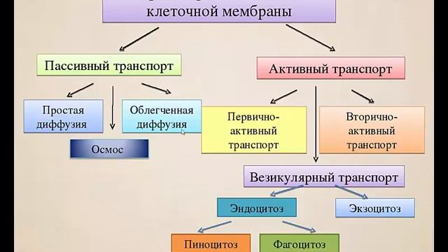 Избирательный транспорт веществ в клетку