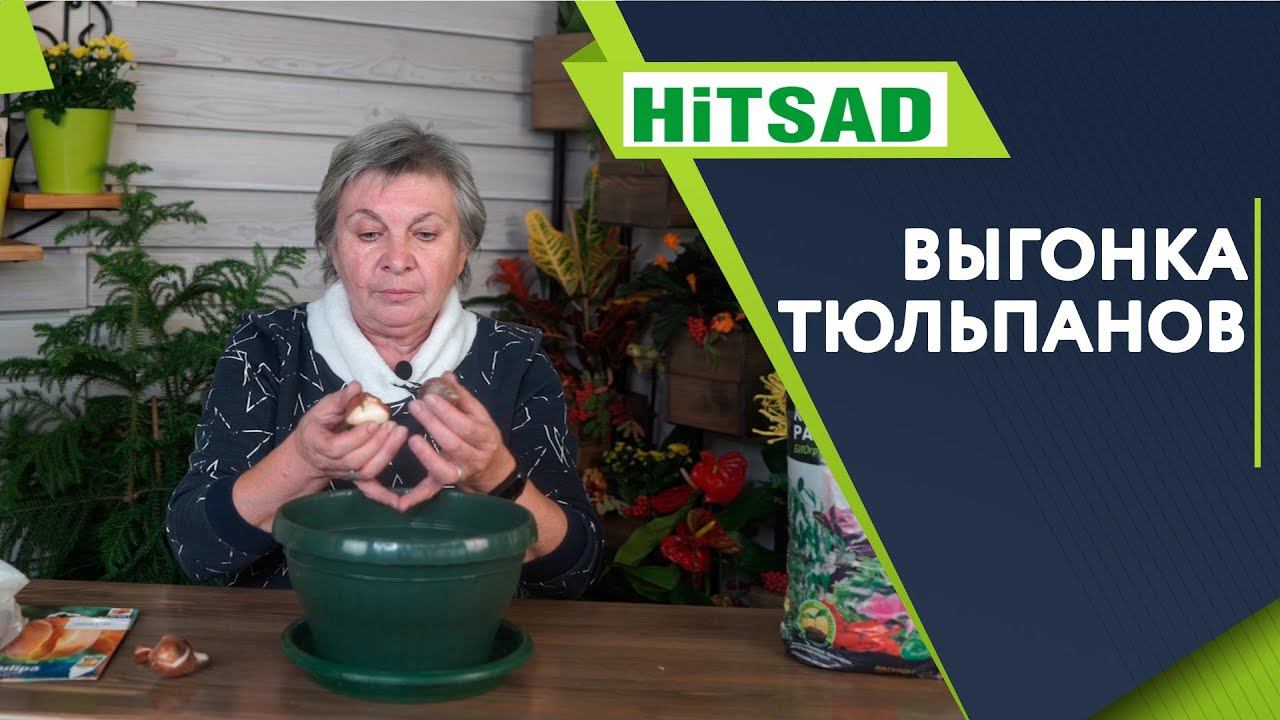 Правильная Выгонка Тюльпанов В Домашних Условиях ✔️ Советы От Хитсад ТВ