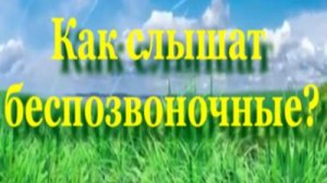 Органы слуха насекомых