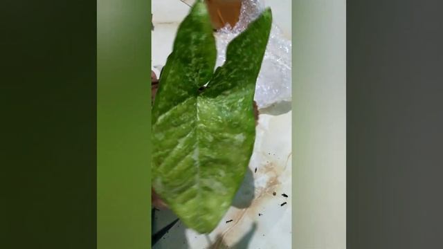 Unboxing Syngonium Panda Galaxy ( Panda Import ) dan Syngonium Strawberry Ice смотреть онлайн