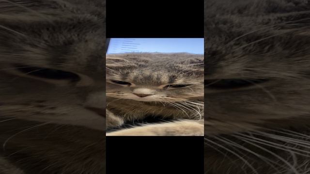 Пуша отдыхает / Pusha is resting