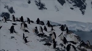 Chinstrap Penguin facts 🐧 inhabits variety of islands in Southern Pacific and the Antarctic Oceans