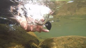 CRYSTAL CLEAR Creek Fishing in Tennessee Mountains