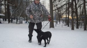 Щенок хердера 4 месяца.#k9 #knpv #дрессировка_собак #хердер #psa #malinois #малинуа #Dutch_Shepherd