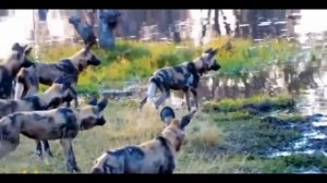 Топ10 самых сумасшедших нападений Крокодилов