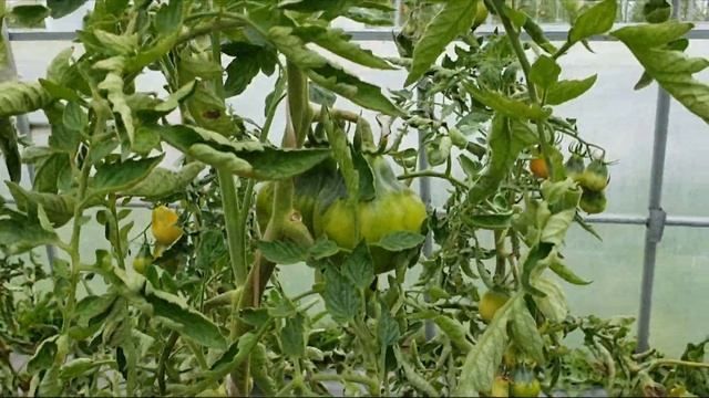 Томат "Труфельдино оранжевый". смотреть онлайн