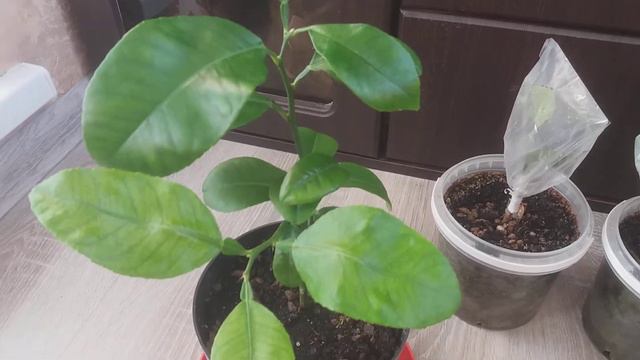 Неизвестный цитрус. смотреть онлайн