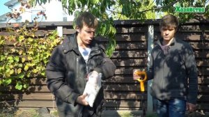 Обрезка и уход за малиной осенью. Рассказываем как сделать 100% прибавку к урожаю!