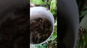 Медведки - вредители картофеля !